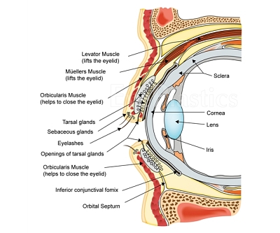 Anatomy — step 1 of 4