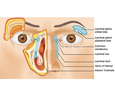 Anatomy — step 1 of 7