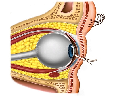 Anatomy — step 1 of 14